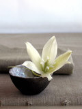 Yucca Flower