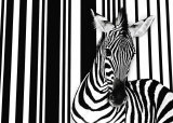 Zebra I
