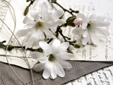Magnolia et Lettres