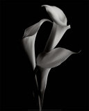 Arums