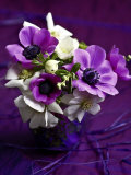 Les Anemones