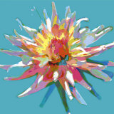 Dahlia