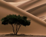 Acacia