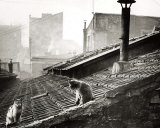 Cats on a Roof  Paris I