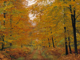 Beech Trees in Autumn  Surrey  England