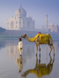 Camal and Driver  Taj Mahal  Agra  Uttar Pradesh  India