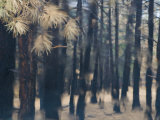 Forest  Colorado  USA