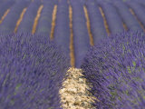 Alpes-De-Haute-Provence  Valensole  Lavendar Fields  Provence-Alpes-Cote D'Azur  France