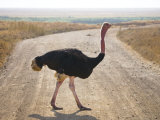 Struthio Camelus  Ngorongoro Conservation Area  Tanzania