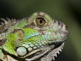 Green Iguana  San Iguacio  Belize