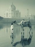 Camal and Driver  Taj Mahal  Agra  Uttar Pradesh  India