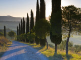 Country Road Towards Pienza  Val D' Orcia  Tuscany  Italy