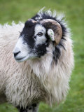 Herdwick Sheep  Borrowdale  Lake District  Cumbria  England