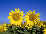 Provence  Sunflowers  France