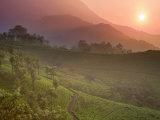 Tea Plantations  Munnar  Western Ghats  Kerala  India