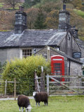 Herdwick Sheep and Cottage  Borrowdale  Lake District  Cumbria  England