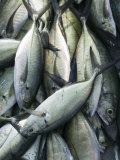 Mexico  Pacific Coast  Guerrero  Fish