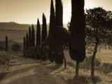 Country Road Towards Pienza  Val D' Orcia  Tuscany  Italy