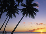 Pam Tree and Beach at Sunset  Tahiti  French Polynesia
