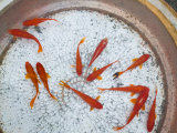 Goldfish in Pan  Old Town  Lijiang  Yunnan Province  China
