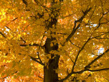 Autumn Leaves  Vermont  New England  USA