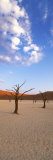 Sossusvlei  Namib-Naukluft Park  Namibia  Africa