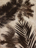 Palms II