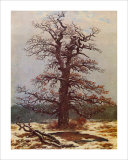 Oak in the Snow