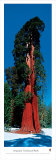 Sequoia National Park