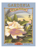 Gardenia