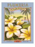 Plumeria