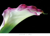 Calla Lily