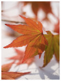 Transparent Red