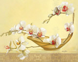 Bol d'Orchidees