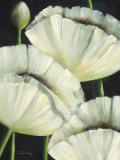 White Shining Night