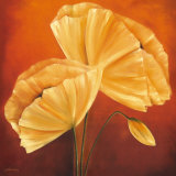 White Blossom Poppies