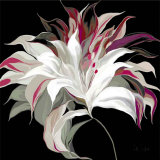 Lily XXI