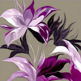 Lily XXIII