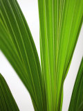 The Big Green