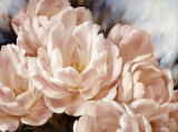 Angelique Tulips