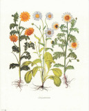 Chrysantemum