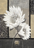 White Waterlily