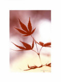 Arrangement of the Leaves II