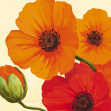 California Poppies