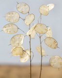 Gorgeous Lunaria II