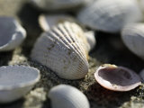 Stones and Shells