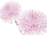 Dalhia in Bloom