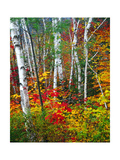 White Barks And Colorful Leaves  New Hampshire