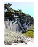 Leaning Tree By The Sea