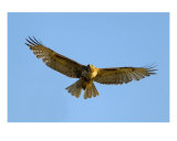 Red-Tailed Hawk II